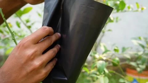 Process of covering a graft cup with black plastic for protection. Stock Footage 282211760