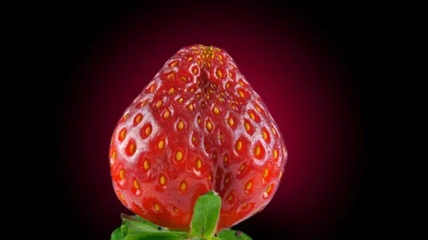 Process of covering strawberry with melted chocolate, dark background Stock Footage 86548989