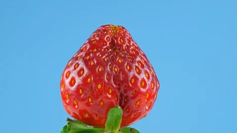 Process of covering strawberry with melted chocolate, blue background Stock Footage 86549718