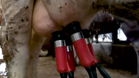 The process of cows getting milked at a dairy factory. Technologically adva.. Stock Footage 243990722