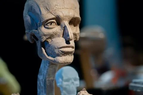 The process of creating ecorche. The sculptor is working. Foto stock