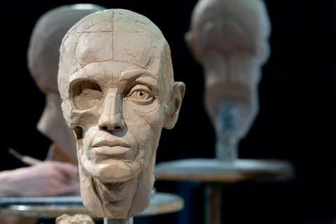 The process of creating ecorche. The sculptor is working. Fotos Stock