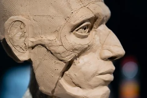 The process of creating ecorche. The sculptor is working. Foto stock