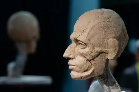 The process of creating ecorche. The sculptor is working. 스톡 사진