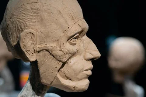 The process of creating ecorche. The sculptor is working. Foto stock