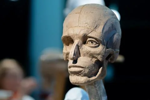 The process of creating ecorche. The sculptor is working. 스톡 사진