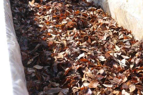 The process of creating a hotbed by stepping on the ground. Stock Photos