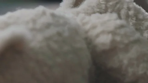 Process of creating a soft toy - a teddy bear in old-fashioned style Stock-Footage 75485336