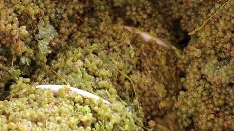 The process of crushing and grinding white grapes to make white wine Stock Footage 242522970