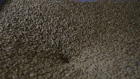 The process of crushing brewing malt Stock Footage 138120762