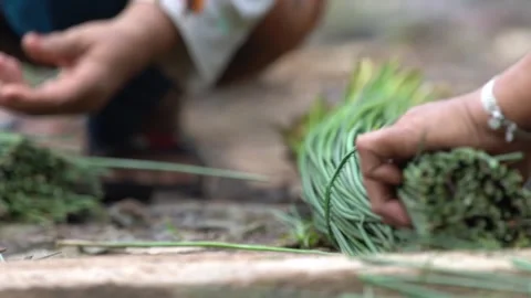 The process of cutting and cleaning purun plants or Fimbristylis umbellaris Stock Footage 258809591