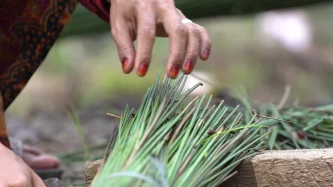 The process of cutting and cleaning purun plants or Fimbristylis umbellaris Stock Footage 258809593