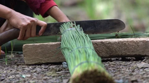 The process of cutting and cleaning purun plants or Fimbristylis umbellaris Stock Footage 258809603