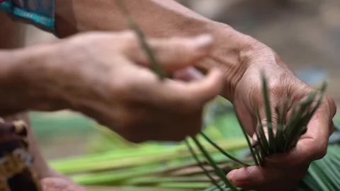 The process of cutting and cleaning purun plants or Fimbristylis umbellaris Stock Footage 258809706