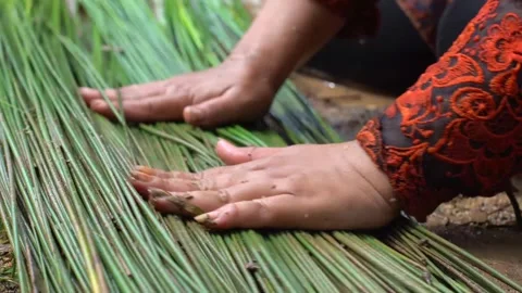 The process of cutting and cleaning purun plants or Fimbristylis umbellaris Stock Footage 258809710