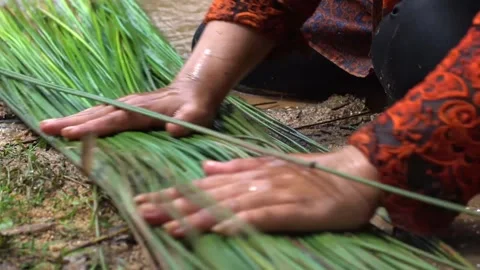 The process of cutting and cleaning purun plants or Fimbristylis umbellaris Stock Footage 258809712