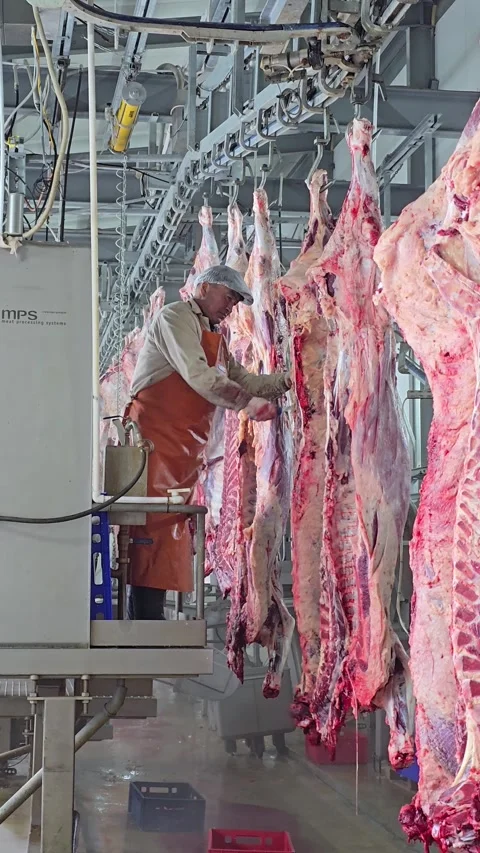 The process of cutting up beef carcasses at a modern meat processing plant. Stock Footage 330274955