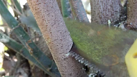 Process of cutting a branch with a hand saw Stock Footage 236039211