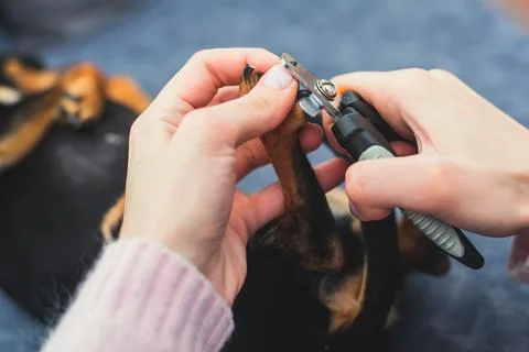 Process of cutting dog claw nails of a small breed dog with a nail clipper to Stock Photos