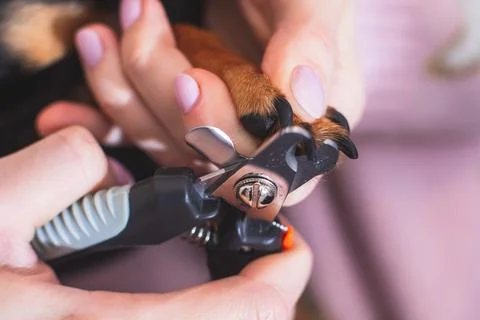 Process of cutting dog claw nails of a small breed dog with a nail clipper to Stock-Fotos