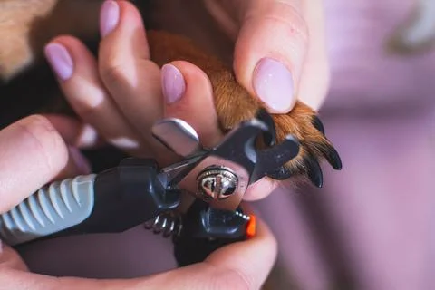 Process of cutting dog claw nails of a small breed dog with a nail clipper to Stock Photos