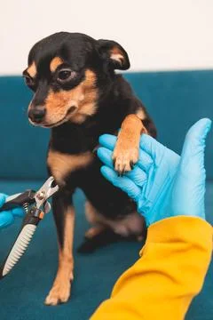 Process of cutting dog claw nails of a small breed dog with a nail clipper .. Fotos de archivo