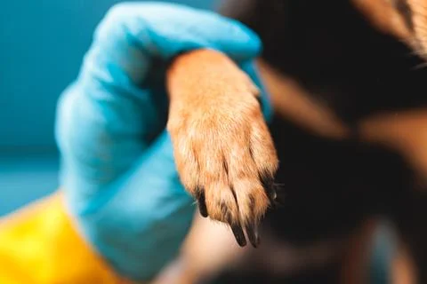 Process of cutting dog claw nails of a small breed dog with a nail clipper .. Stock Photos
