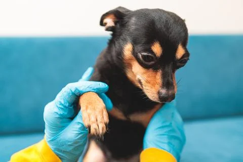 Process of cutting dog claw nails of a small breed dog with a nail clipper .. Fotos de archivo