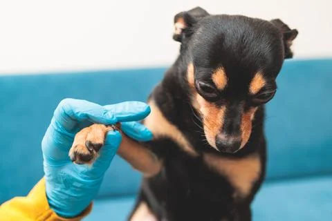 Process of cutting dog claw nails of a small breed dog with a nail clipper .. 库存照片