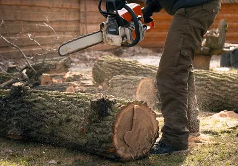 Process of cutting down a tree by an arborist with a chainsaw. Stock Photos