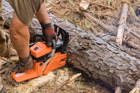 In the process of cutting down trees, an employee is using a chainsaw to cut Stock Photos