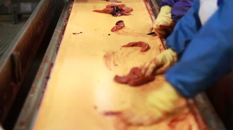 Process of cutting of fresh sea fish 스톡 동영상 42121174