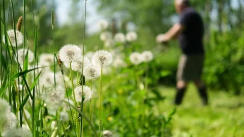 The process of cutting grass .A man cuts the grass with a lawnmower. Vidéo 280965646