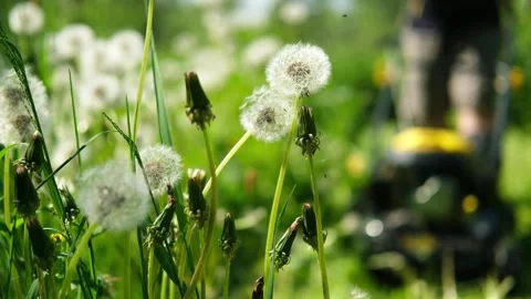 The process of cutting grass .A man cuts the grass with a lawnmower. Stock Footage 280965651