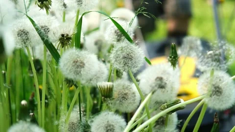 The process of cutting grass .A man cuts the grass with a lawnmower. Stock Footage 280965664