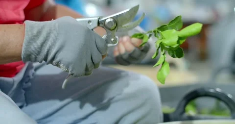 The process of cutting kaffir lime leaves to sort out bad leaves.Kaffir lime lea Stock Footage 243300963