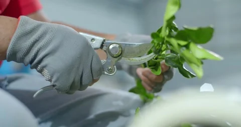 The process of cutting kaffir lime leaves to sort out bad leaves.low angle Stock Footage 243300964