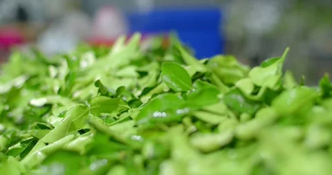 The process of cutting kaffir lime leaves to sort out bad leaves. Stock Footage 252268750