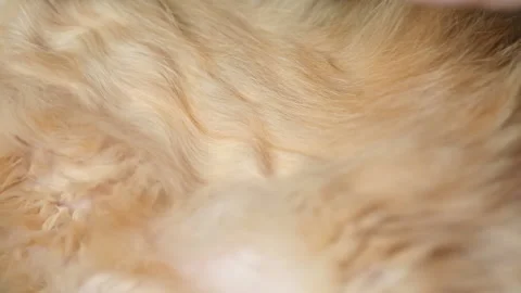 The process of cutting long hair of a red cat close up, the concept of keeping Stock Footage 163012706