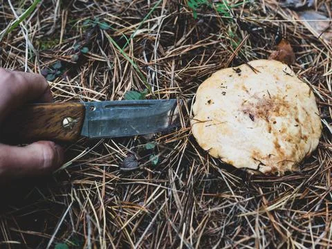 Process of cutting mushroom in the forest. Knife in hand, cuts mushroom with  Stock Photos