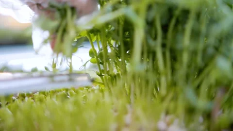 The process of cutting pea microgreens with scissors in a greenhouse. Macro Stock Footage 178493270