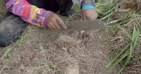 The process of cutting the roots to prepare the variety for planting. Stock Footage 222892569
