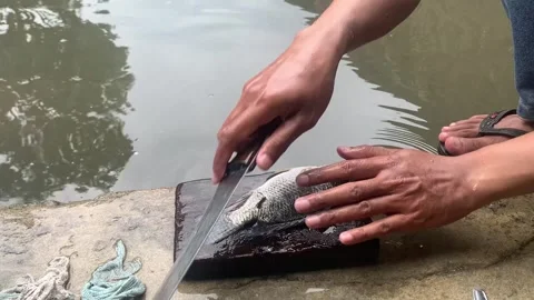 The process of cutting tilapia fish on the edge of the pond Stock Footage 262428746