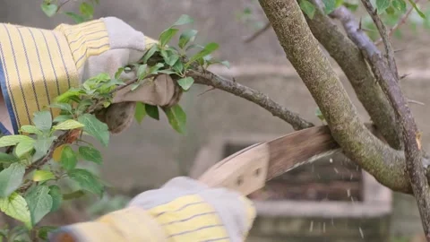 Process of cutting tree trunk with a manual small saw. 4k Stock Footage 253403664