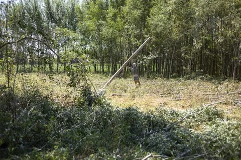 A process of a cutting trees in a forest Stockfoto's