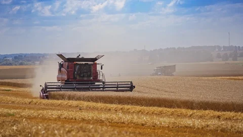 Process of cutting wheat spikelets on the field. Red combine harvester working Video stock 122112235