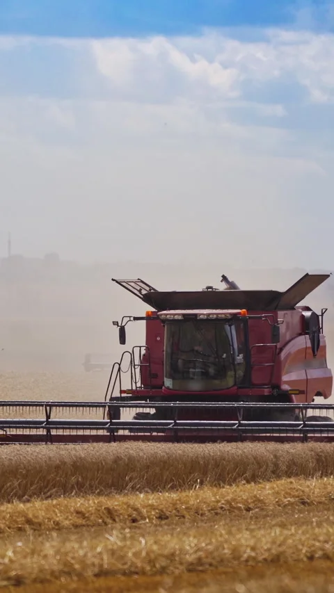 Process of cutting wheat spikelets on the field.  Stock Footage 299628953