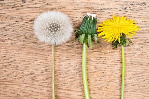 Process of dandelion maturation 写真素材