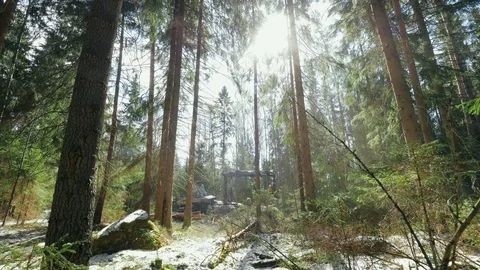 Process deforestation in coniferous forest. Logging industry. Forestry machinery Stock Footage 78990390
