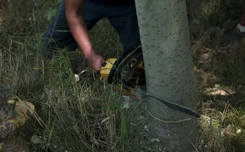 A process of deforestation in a mountain areas Stockfoto's